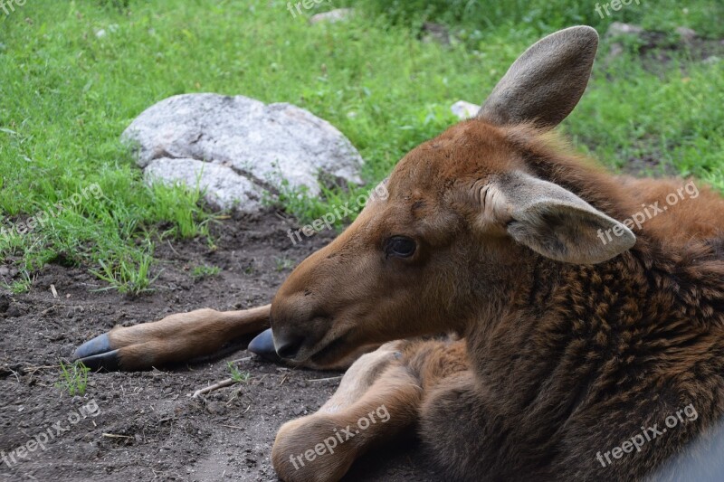 Moose Child Young Animal Sweden Moose Young