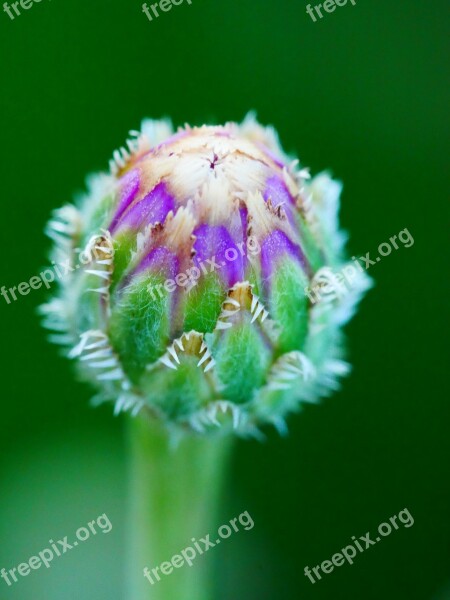 Flower Bud Green Fuchsia Free Photos