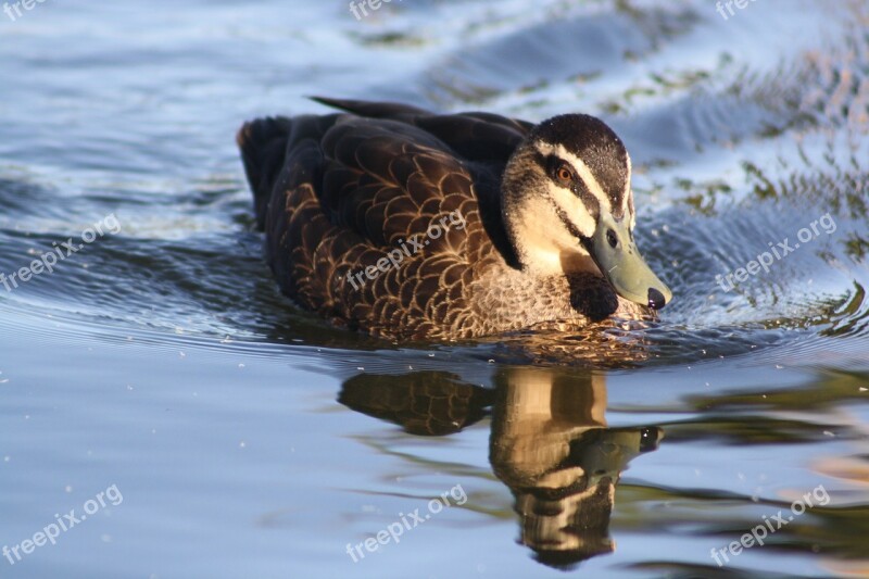 Duck Swimming Swim Nature Wildlife