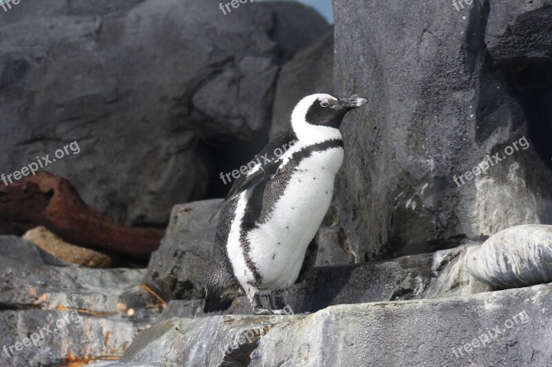 Monterey Aquarium Monterey Cali California Penguin