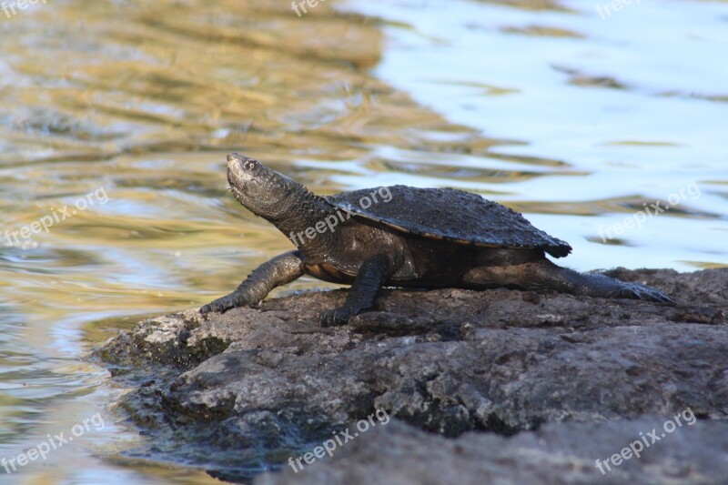 Turtle Long-necked Water Lake Reptile