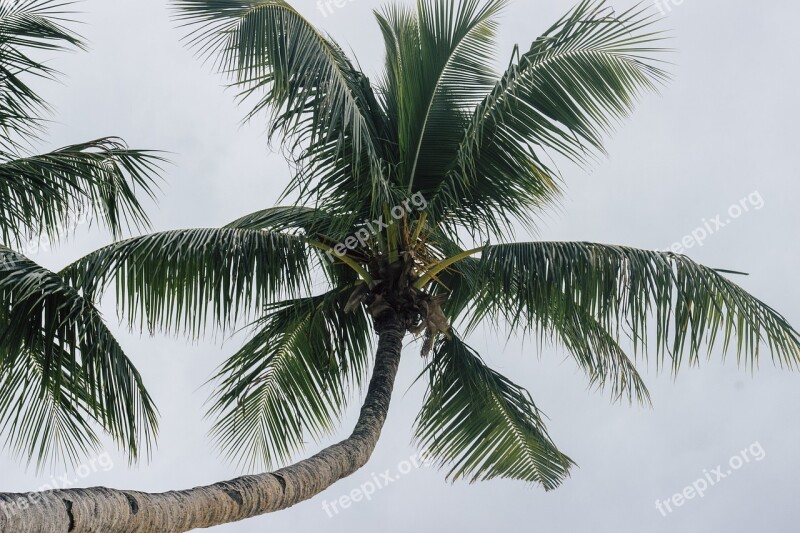 Tree Coconut Island Summer Sky Sun