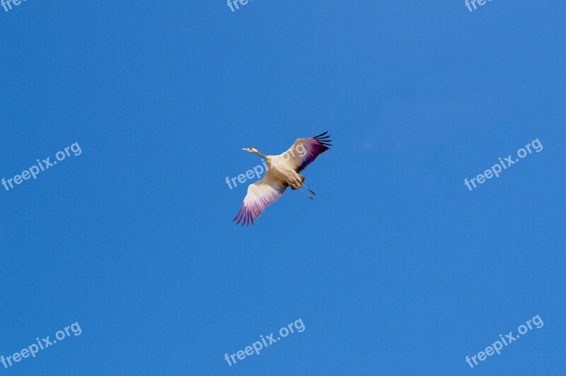 Bird Fly Flying Animal Nature