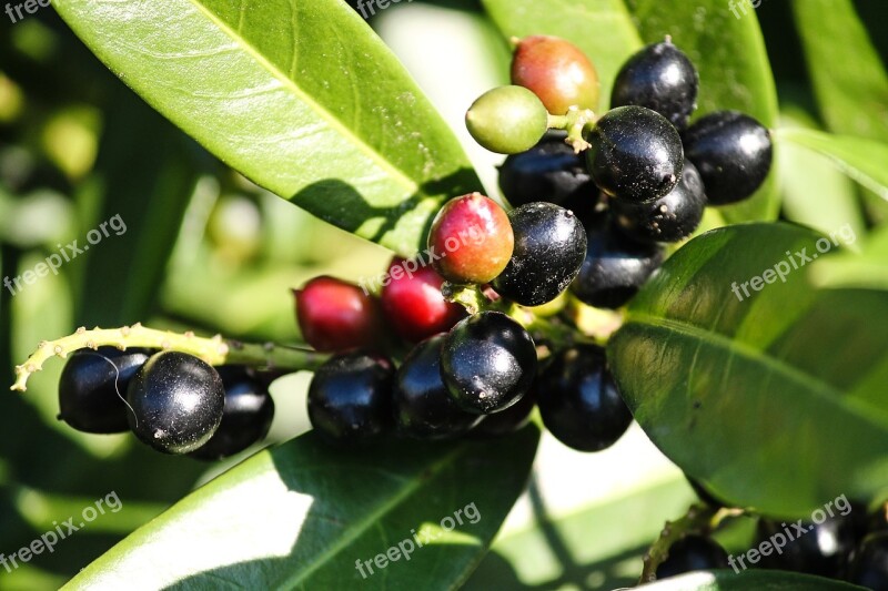 Cherry Laurel Prunus Laurocerasus Berries Bush Nature