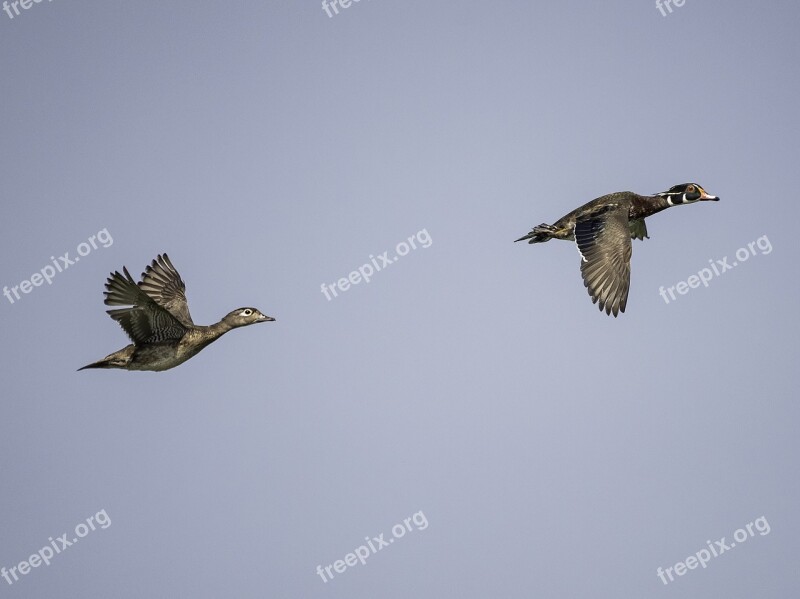 Ducks Wood Ducks Flying Flight Waterfowl