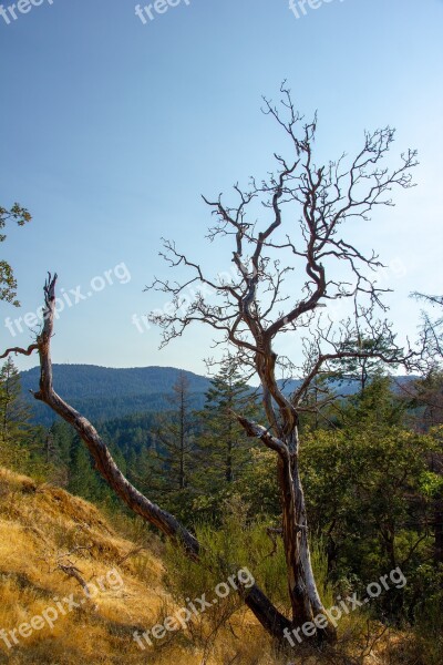 Dead Tree Mountains Draught Wood