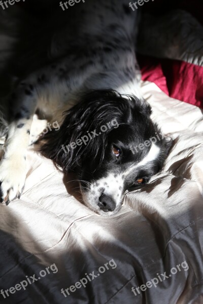 Springer Spaniel Relaxed Dog Pet Black