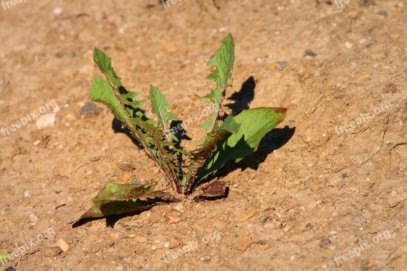 Plant Drought Dandelion Dry Environment