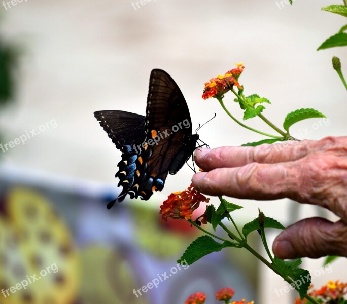 Black Swallowtail Butterfly Butterfly Insect Garden Floral