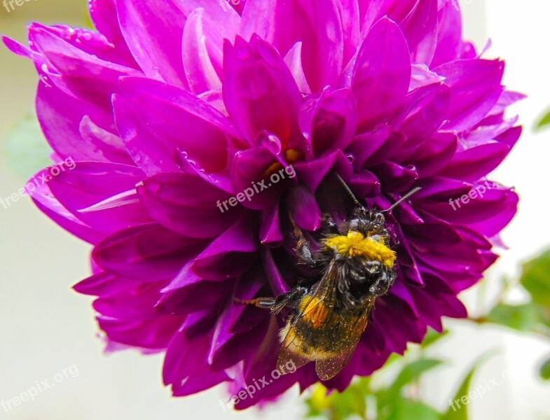 Merchant Louis Moss Mooch Flower Dahlia