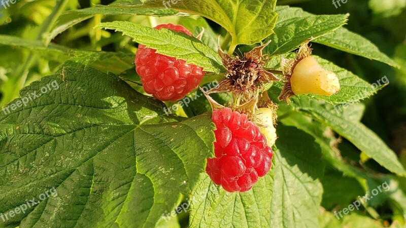 Raspberry Raspberries Nature Wild Fruit