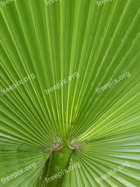 Palm James Palm Leaf Plant Leaf