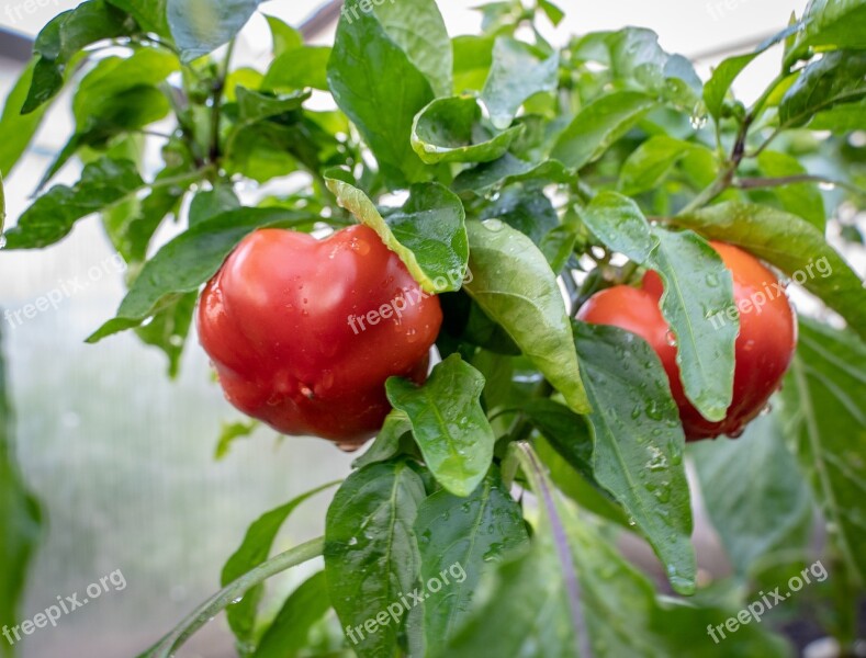 Paprika Red Pepper Healthy Garden Harvest