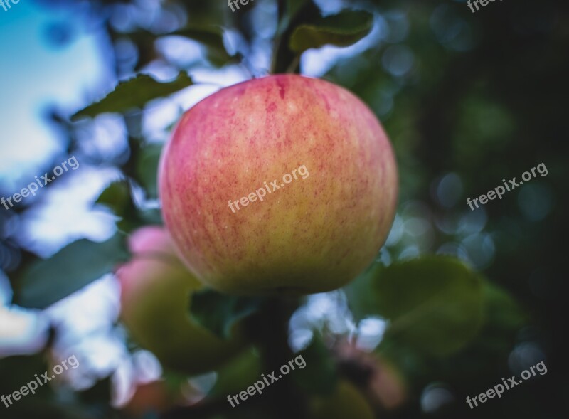 Apple Apple Tree Green Red Ripe