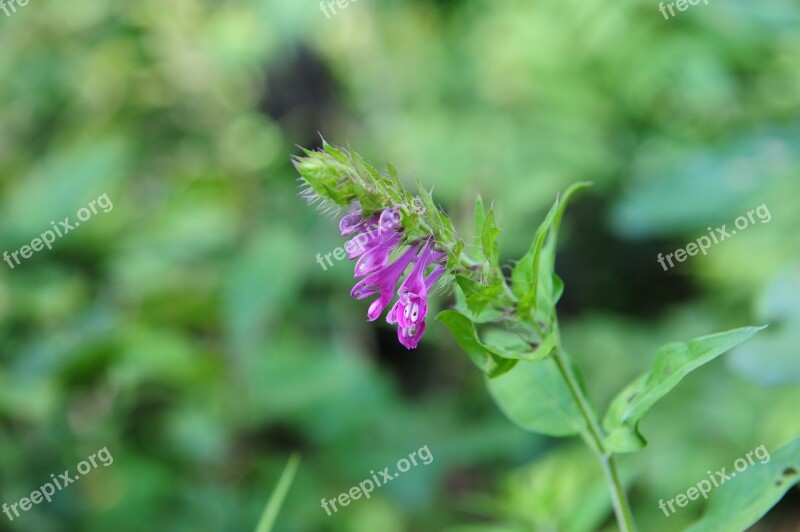 Daughter-in-law Twists Sad Legend Republic Of Korea Flowers