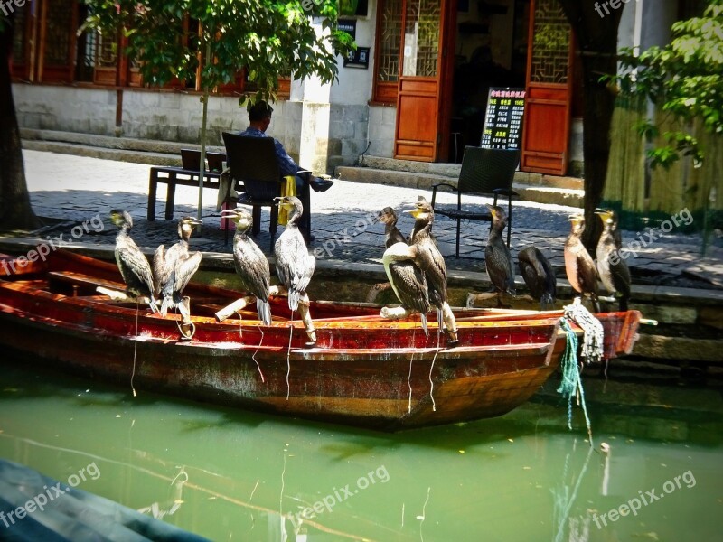 Cormorants Birds Water Sitting Nature