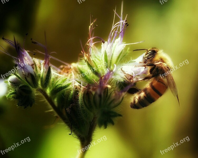 Bee Always Pollen Nectar Beekeeper