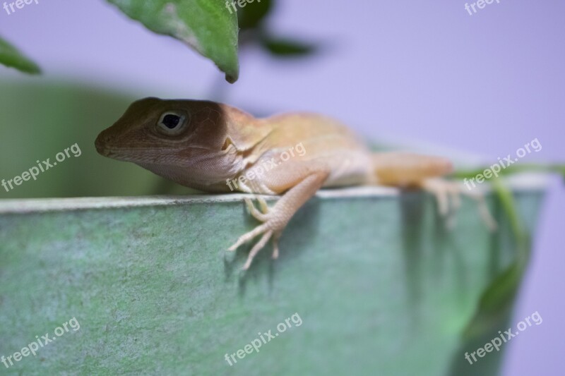 Lizard Animal Portrait Chameleon Free Photos