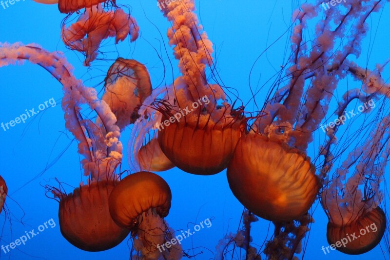 Monterey Aquarium Monterey California Jellyfish Water