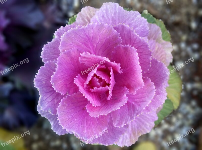 Flowering Cabbage Leaves Memory Box Edible Vegetables Ornamental Broccoli