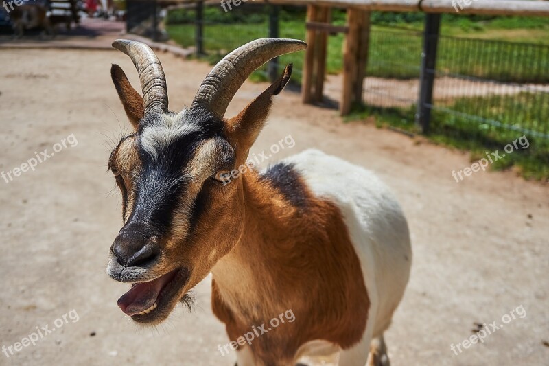 Goat Petting Zoo Animal Zoo Domestic Goat