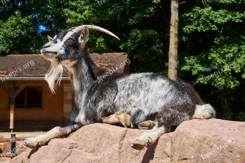 Goat Petting Zoo Animal Zoo Domestic Goat