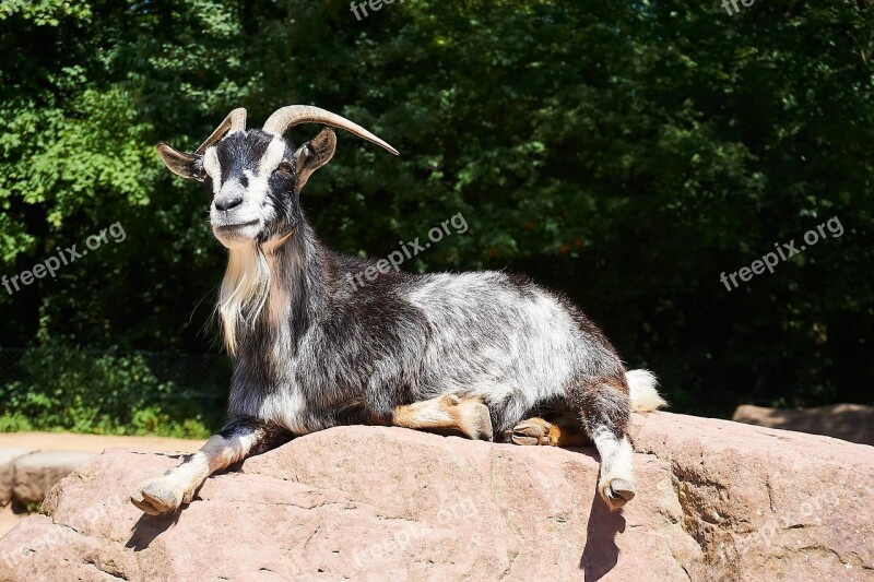 Goat Petting Zoo Animal Zoo Domestic Goat