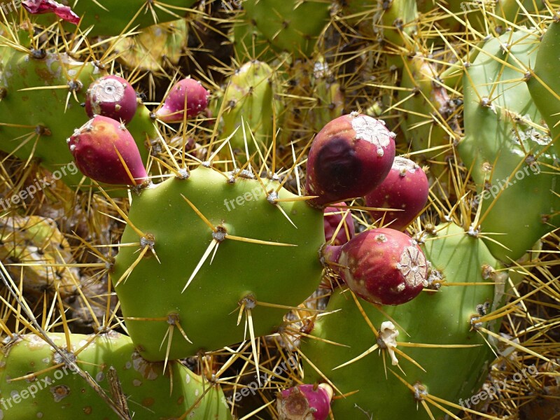 Cactus Cactus Fruit Prickly Cactus Greenhouse Fruit