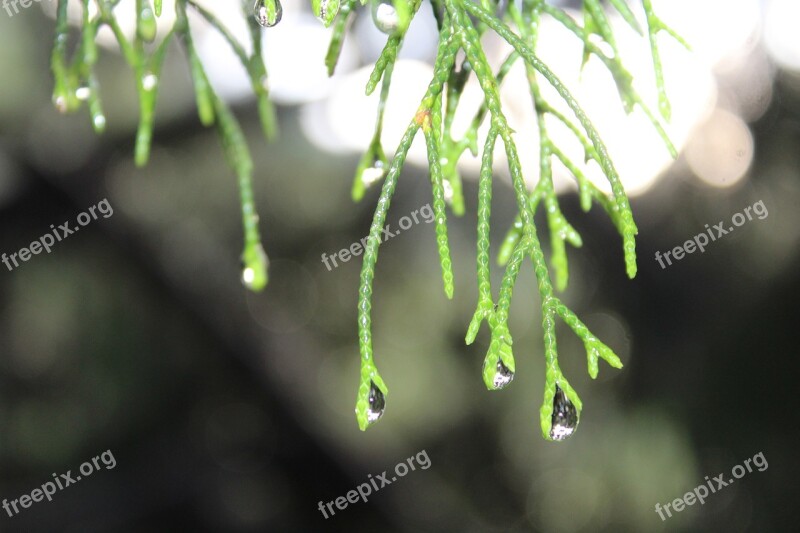 Water Needle Leaf Pine Raindrop