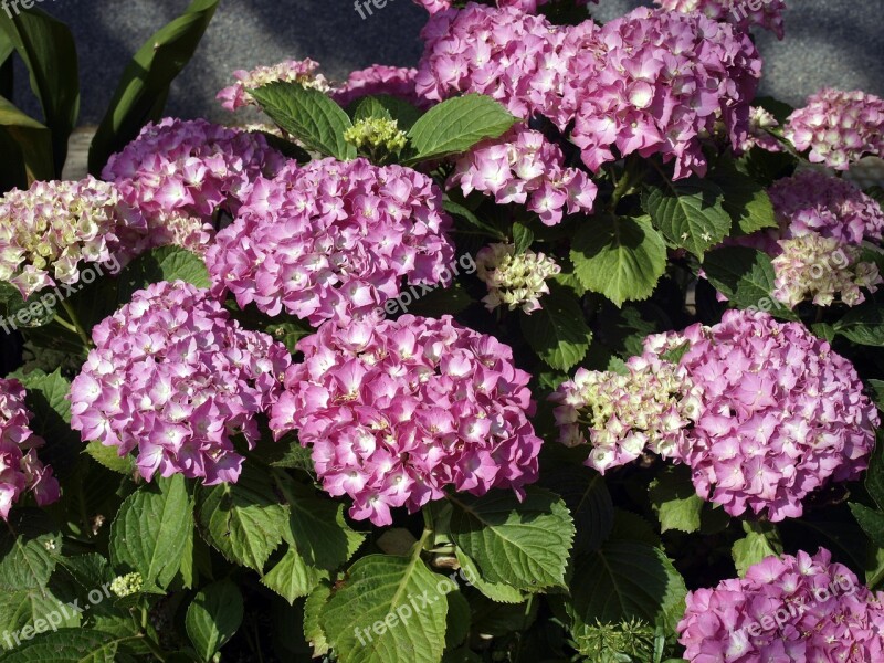 Flowers Hortencias Flor Hortencia Nature Spring