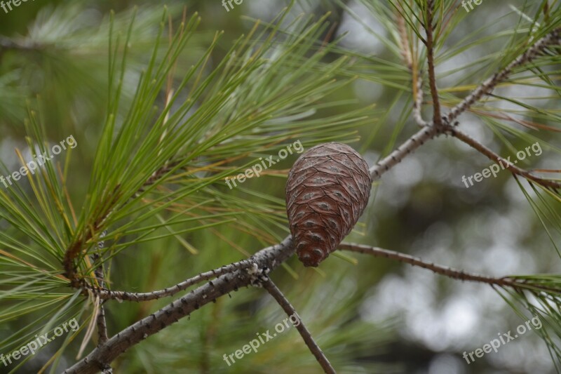 Pine Cone Coniferous Iglak Branch Cones