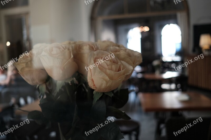 Flower Flowers Cafe Still Life The Interior Of The