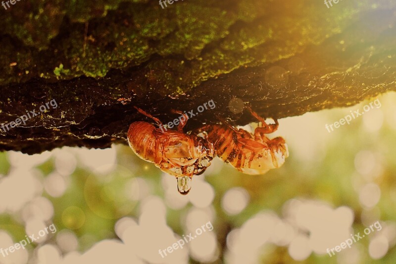 Not Cicadas Insect Summer Nature