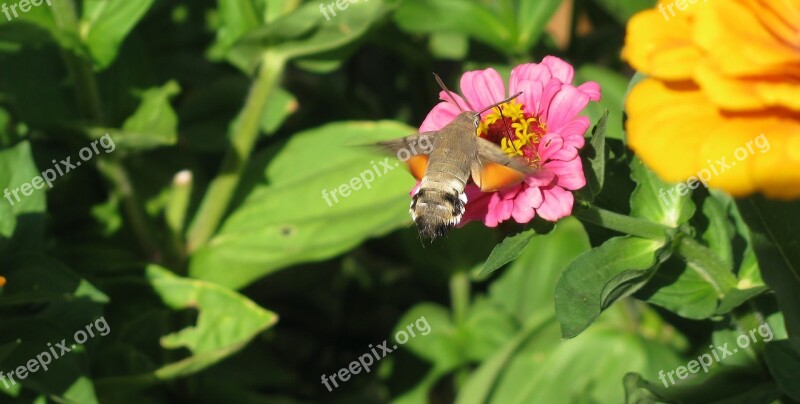 Nature Hummingbird Hawk Moth Butterfly Owls Free Photos