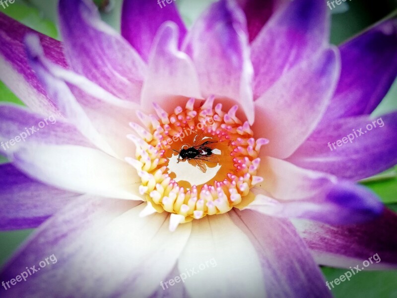 Bee Flower Lotus Flowers Insects