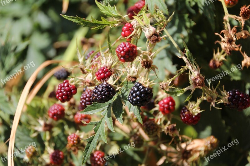 Blackberries Mûrons Fruit Thorny Free Photos