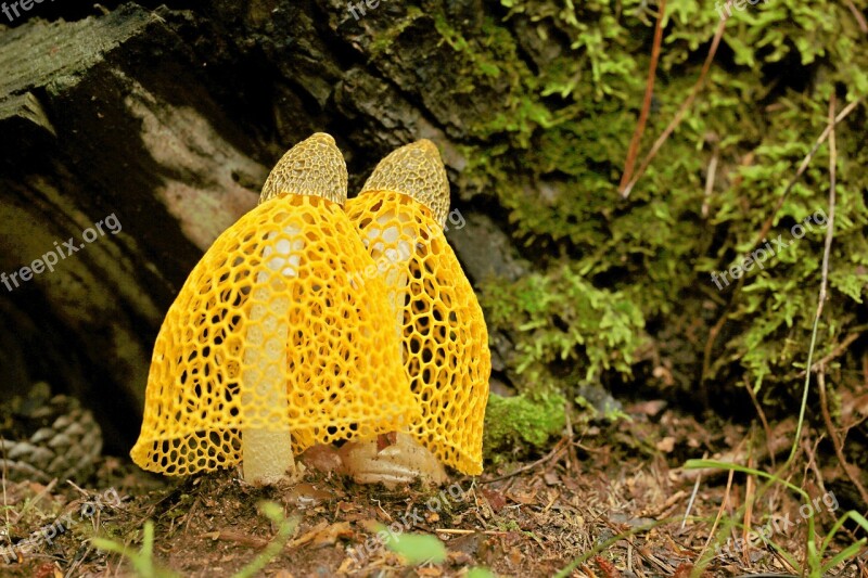 Mushroom Mantle Mushroom Dictyophora Indusiata Yellow Gabion Mushroom Free Photos