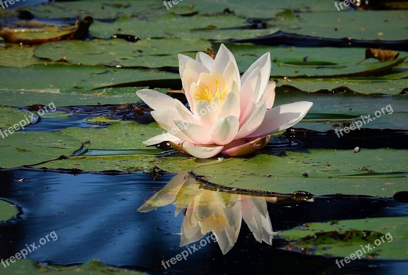 Lily Reflected In Water Pond Figure Free Photos