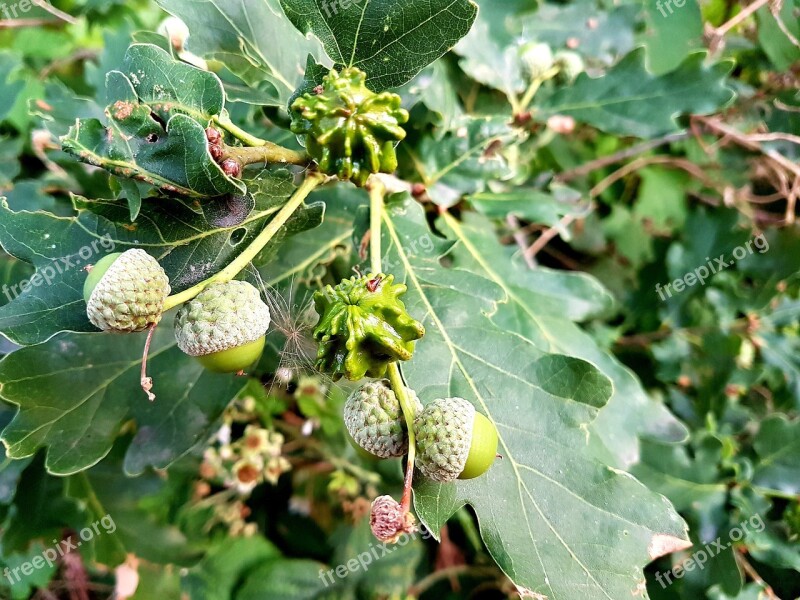 Acorn Tree Nature Green Leaves