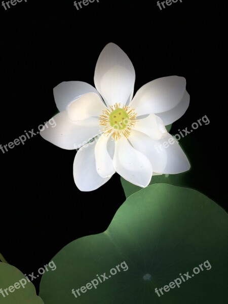 Black Background Lotus Outstanding Assorted Free Photos