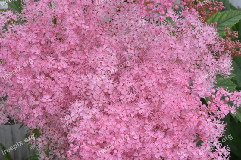 Flowers Gentle Pink Garden Nature