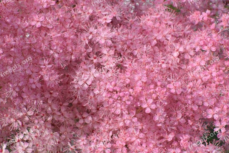 Flowers Gentle Pink Garden Nature