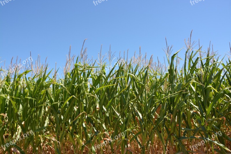 Corn Culture Cereals Spikes Field