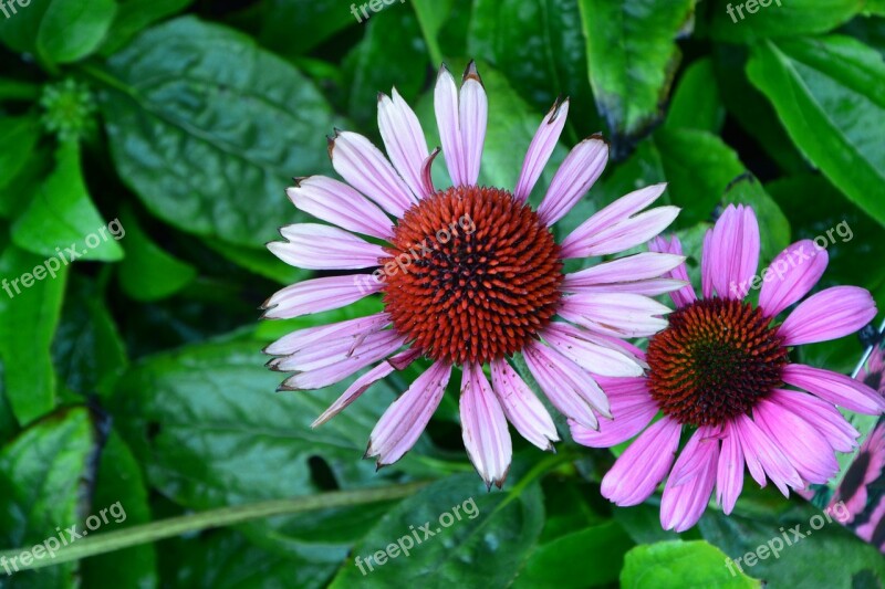 Flowers Flower Plant Green Leaves Garden