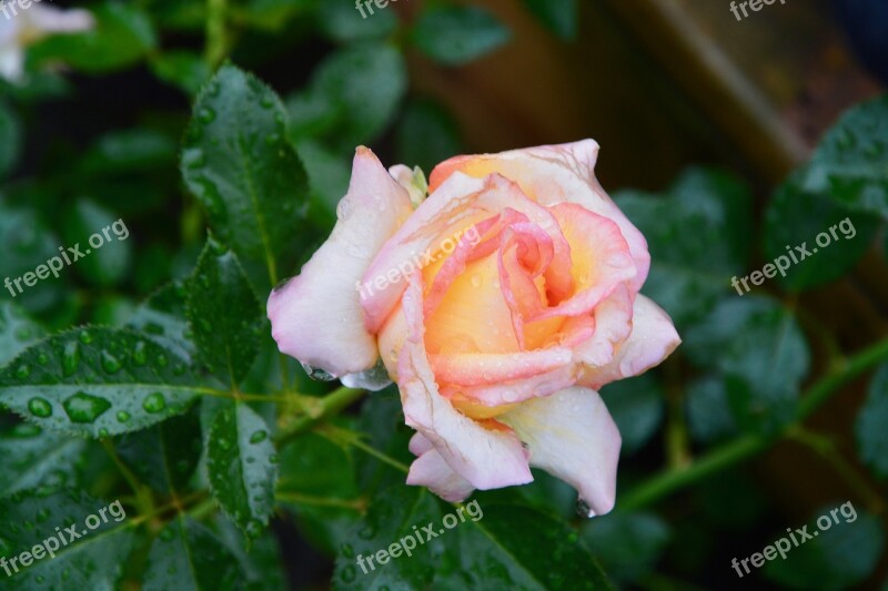 Flower Rosebush Roses Pink Green Leaves