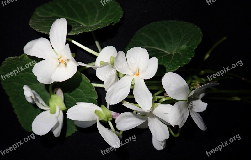 Violets White Flowers Garden Nature