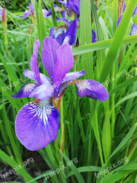 Iris A Flower Garden Season Summer Violet