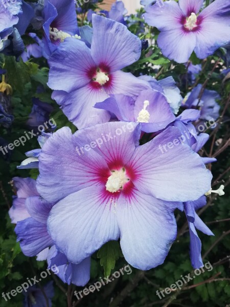 Hibiscus Blue Flower Summer Season