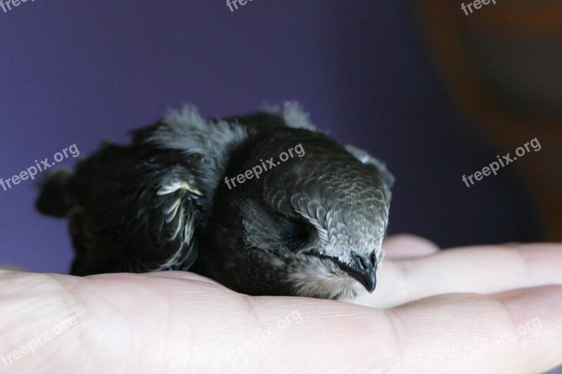 Swift Bird Swifts Plumage Wing