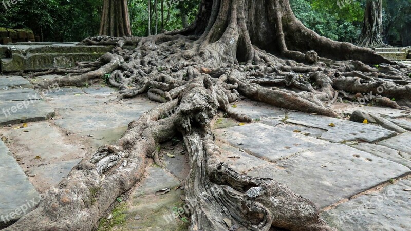 Cambodia Angkor Temple Ta Prohm History